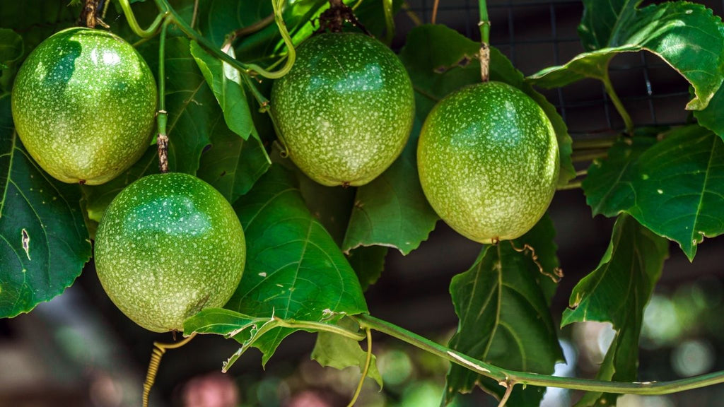 Green Gems