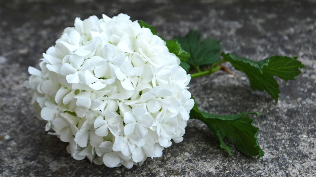 White Gems
