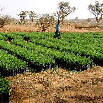 Man watering new trees in Africa. Azuni supports Treenation.org